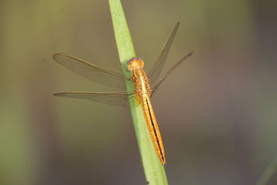 Close-up of dragonfly on grass