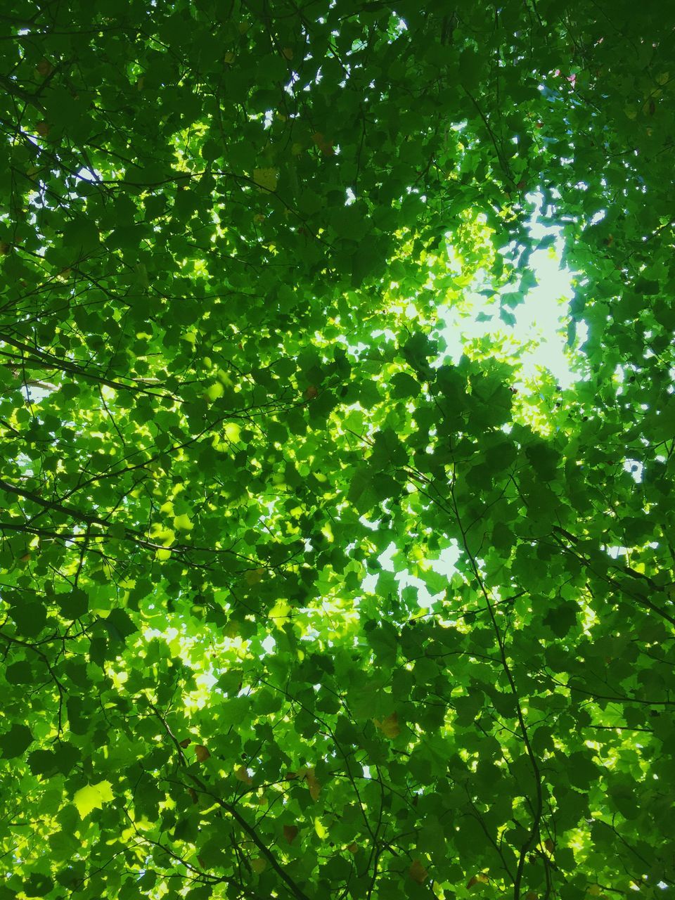 tree, growth, branch, low angle view, green color, full frame, nature, backgrounds, leaf, tranquility, beauty in nature, forest, lush foliage, day, outdoors, no people, sunlight, green, plant, tranquil scene