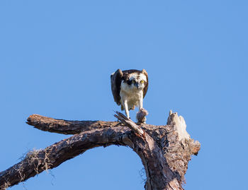 Low angle view of owl perching on tree against clear blue sky