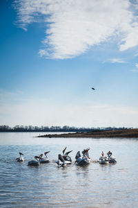 Pelicans trying to catch a fish