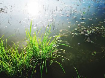 Close-up of plants against sky