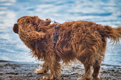 View of a dog on beach