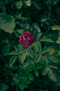 Close-up of pink rose on plant