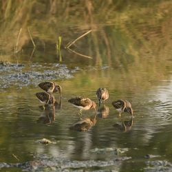 Duck swimming in lake