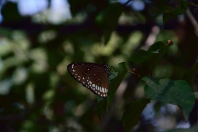 Close-up of butterfly on leaf