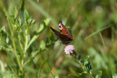 Close-up of butterfly pollinating on flower