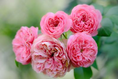 Close-up of pink roses