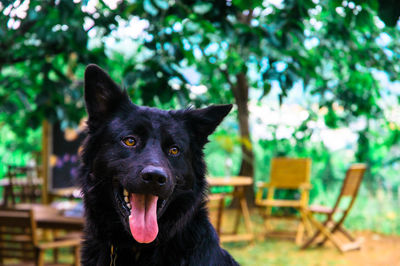 Portrait of black dog