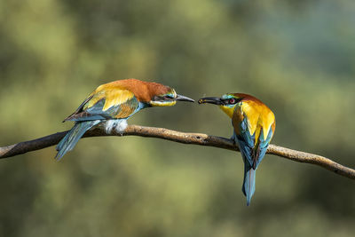 Close-up of birds perching on branch