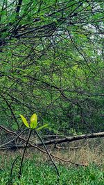 Close-up of tree branch