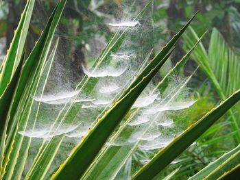 Close-up of spider webs on leaves