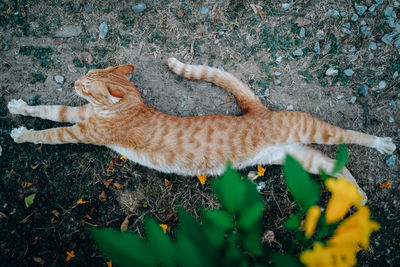 High angle view of cat on field