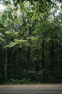 Trees in forest