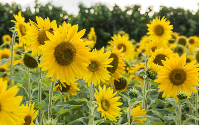 Close-up of yellow flowers blooming on field