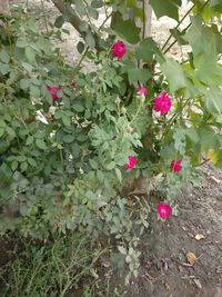 Flowers blooming on tree