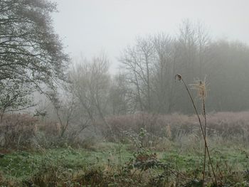 Bare trees on landscape against clear sky