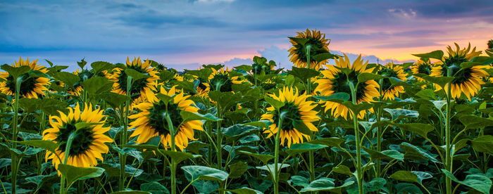 Yellow flowers growing in field