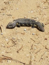 Close-up of lizard on sand