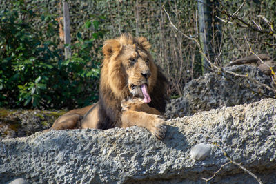 View of a lion on rock