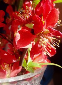 Close-up of pink flower
