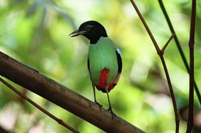 Close-up of bird perching on branch