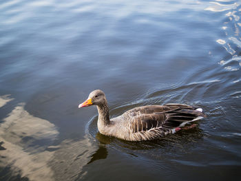 High angle view of greylag goose swimming in lake