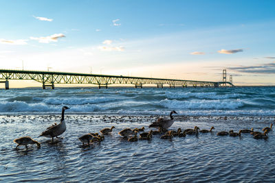 Birds on beach against sky during sunset