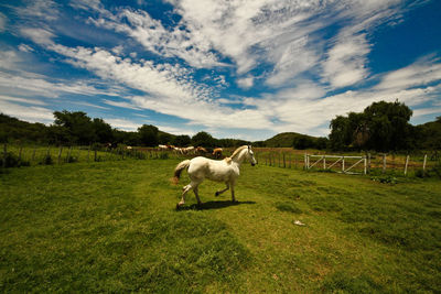 Horses grazing on field against sky