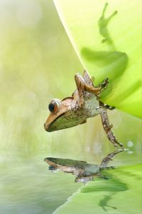 Dumpy frog in natural art frame