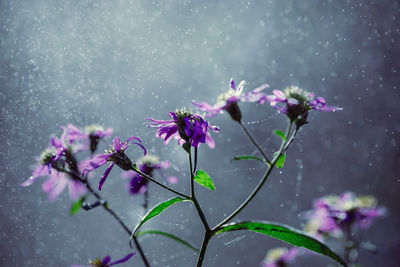 Close-up of wet pink cherry blossom during rainy season