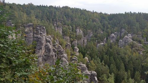 Scenic view of trees in forest against sky