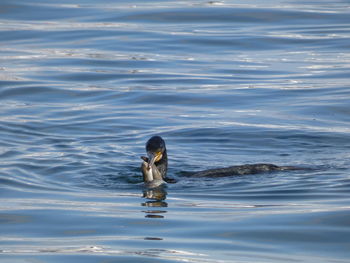 View of duck swimming in lake