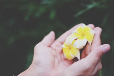 Cropped hand holding yellow flower