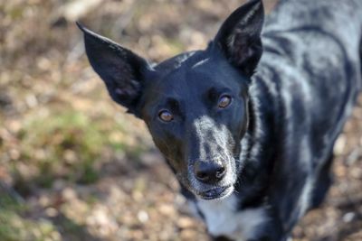 Portrait of black dog