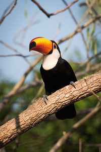 Low angle view of toucan perching on branch