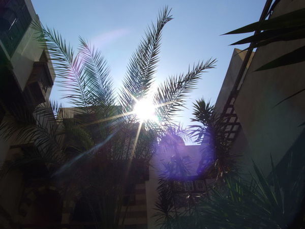 LOW ANGLE VIEW OF PALM TREES AND BUILDINGS AGAINST BRIGHT SUN