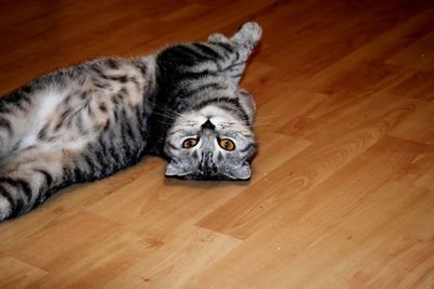 Portrait of a cat lying on hardwood floor