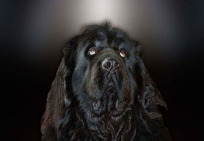 Close-up portrait of a dog