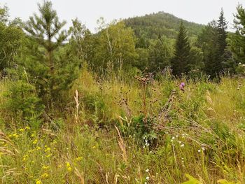 Plants growing on field