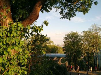 Trees by lake against sky