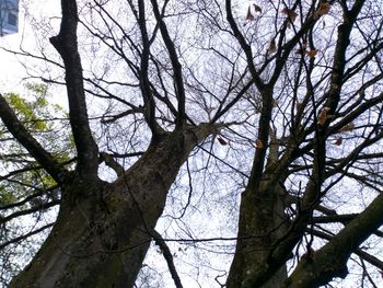 Low angle view of bare trees against sky