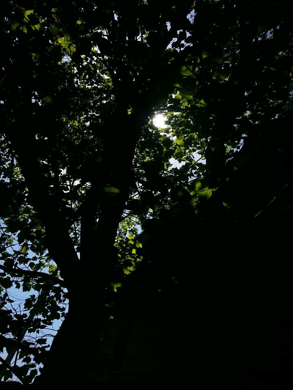 tree, plant, growth, low angle view, no people, beauty in nature, nature, tranquility, outdoors, day, land, sky, branch, forest, tree trunk, trunk, silhouette, scenics - nature, sunlight, green color, tree canopy