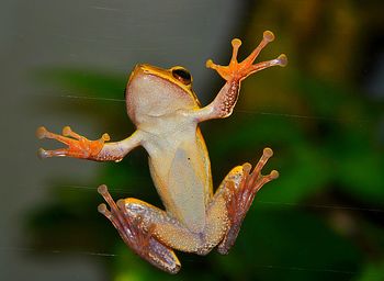 Close-up of frog on glass