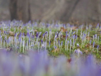 Close-up of purple crocus flowers on field