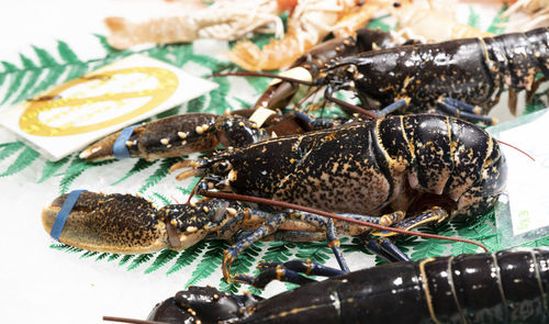 Close-up of fish in plate