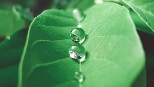 Close-up of water drops on leaves