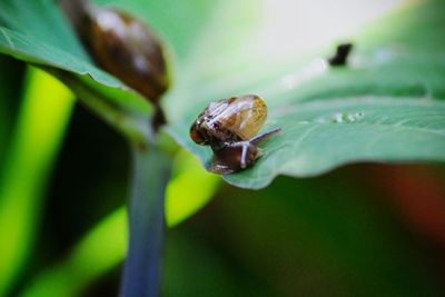 Close-up of insect on leaf