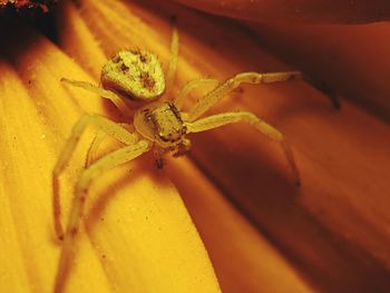 Close-up of spider on yellow flower