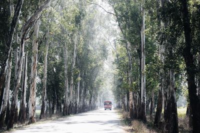 Road amidst trees in forest