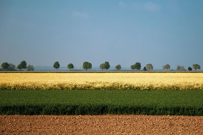 Scenic view of field against clear sky